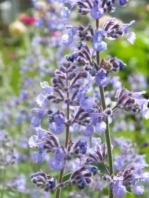 Spring Cool-Coloured Flower&nbsp;Combinations